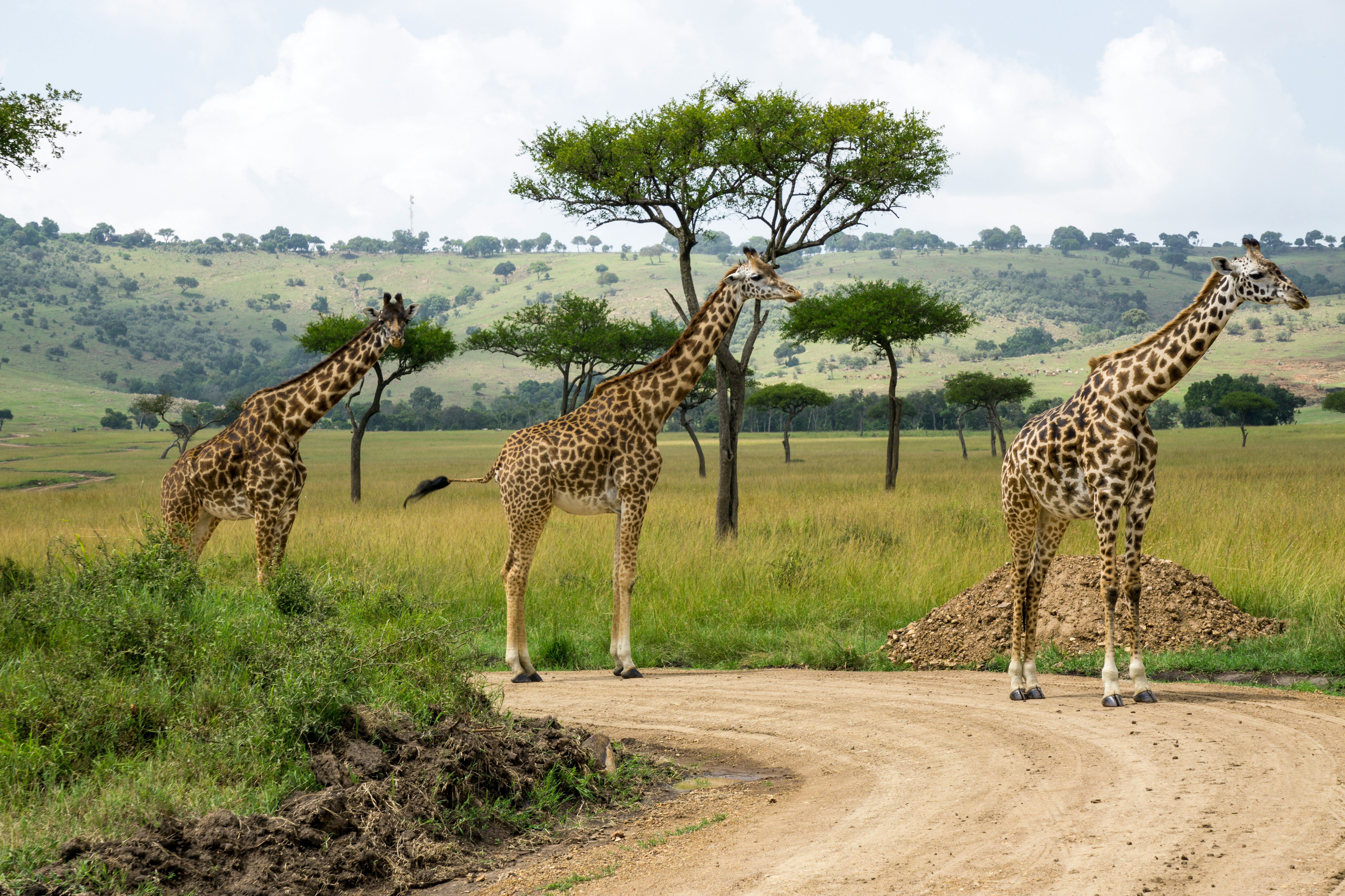 Best time to visit Masai Mara Safari